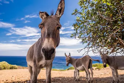 Altri animali domestici presso la casa vacanze o nei dintorni