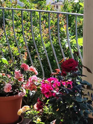 Giardino di B&B Easy Wind