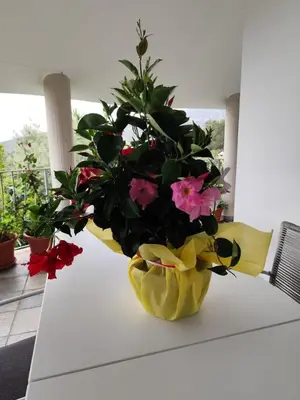 Giardino di B&B Easy Wind