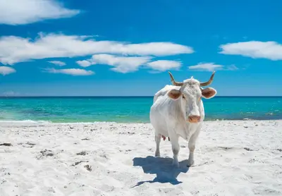 Altri animali domestici presso la casa vacanze o nei dintorni