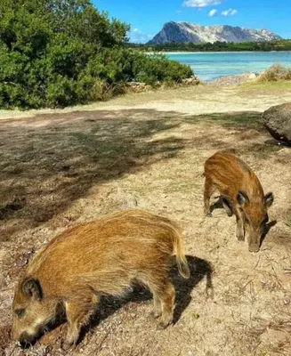 Altri animali domestici presso la casa vacanze o nei dintorni