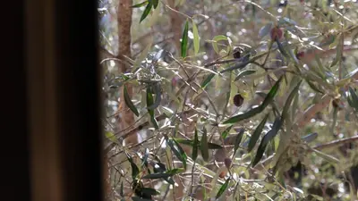 Planimetria di Villa Il Casale Onifai