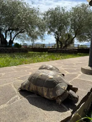 Paesaggio naturale nelle vicinanze dell'affittacamere