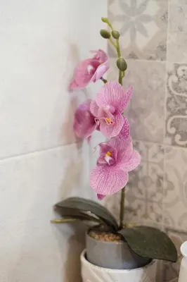 Planimetria di Casa Gisa