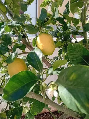 Planimetria di Da Monnedda