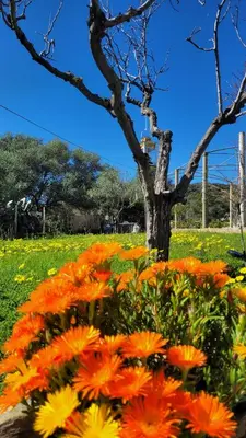 Giardino di Pitty House Sardegna