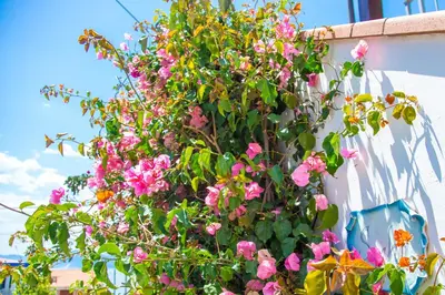 Giardino di Casa Anahita, 4 posti letto
