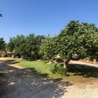NicChia Turchese