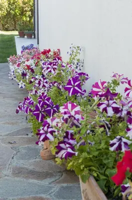 Giardino di B&B Le Fresie