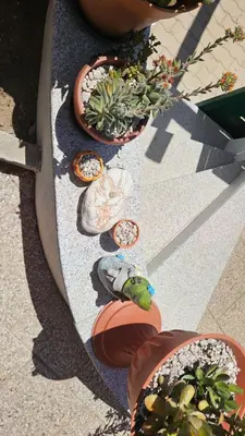 Planimetria di Manu House