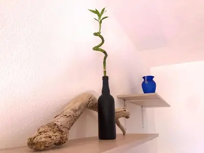 Planimetria di the shark's house