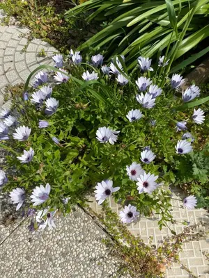 Giardino di Casa Corofulu Oliena - IUN P2139