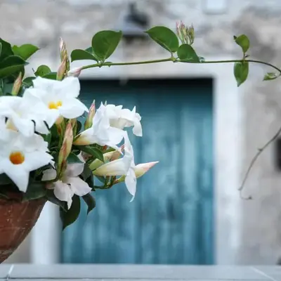 CasaMia