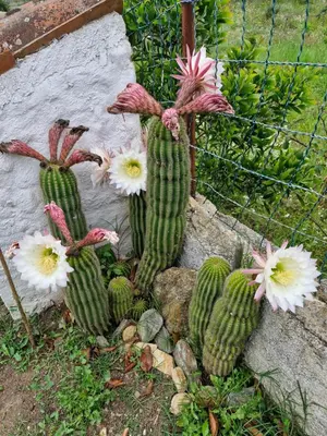 Giardino di Villa Rosmarino