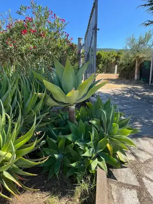 Giardino di Sardinia Dream Home