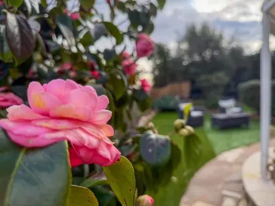 Giardino di Giglio 15