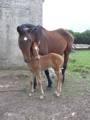 Altri animali domestici presso l'agriturismo o nei dintorni
