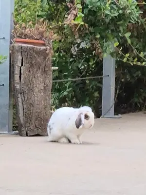 Ospiti di Azienda Agrituristica La Janna di la Faj con animali domestici