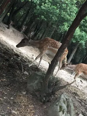 Altri animali domestici presso l'appartamento o nei dintorni
