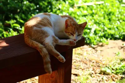 Ospiti di Su Saucu con animali domestici