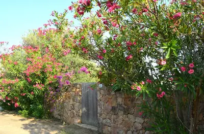 Giardino di villetta Ciprea