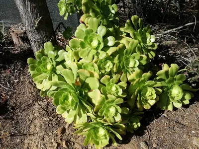 Giardino di La Cuppulata
