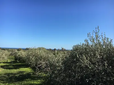 Paesaggio naturale nelle vicinanze of country house