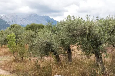 Paesaggio naturale nelle vicinanze of country house