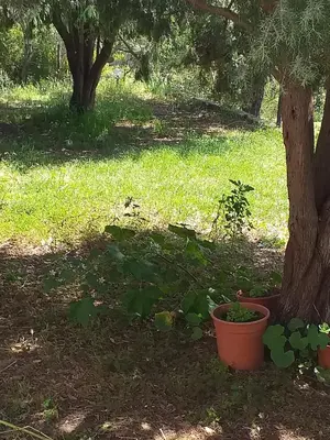 Giardino di B&B Daillu