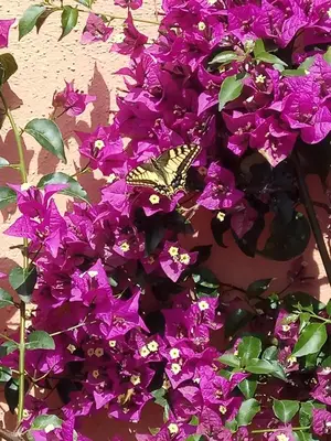 Giardino di Appartamento in zona residenziale