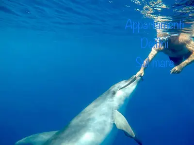 Ospiti di Appartamento delfino azzurro