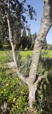 Giardino di Domo Mia