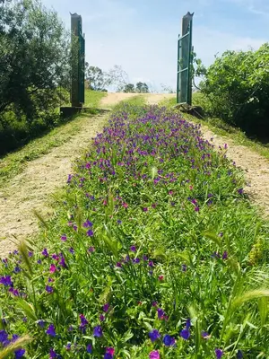 Giardino di Villa Cedrino Orosei