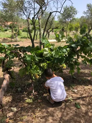 Giardino di Casa Giulia - vacanze a Olbia