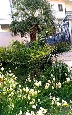 Giardino di Holiday-house-Saba-Lupino