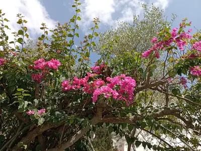 Giardino di Domus Garden