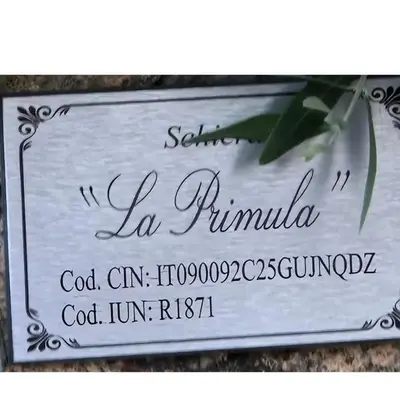 Schiera La Primula