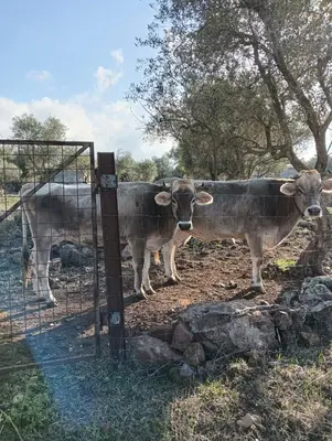 Altri animali domestici presso l'agriturismo o nei dintorni
