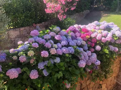 Giardino di Sunny House a Punta Molara