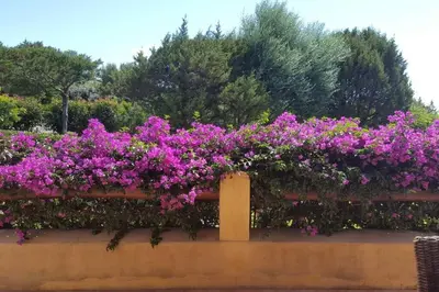 Giardino di Sunny House a Punta Molara
